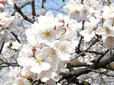桜咲く.jpg